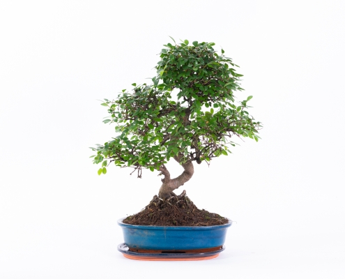 Part2-our-products-bonsai-indoor1Lodder-0047
