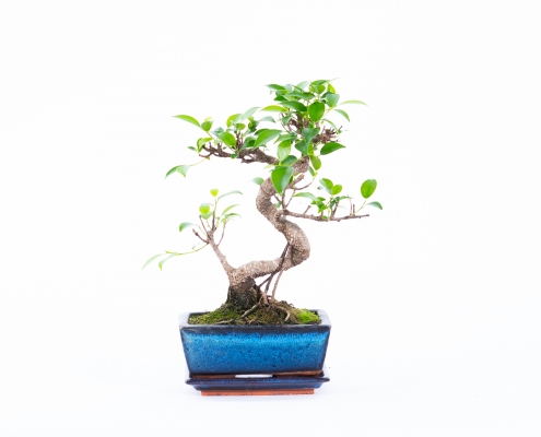Part2-our-products-bonsai-indoor3