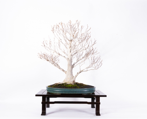 Part2-our-products-bonsai1