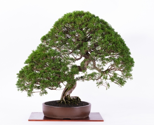 Part2-our-products-bonsai3